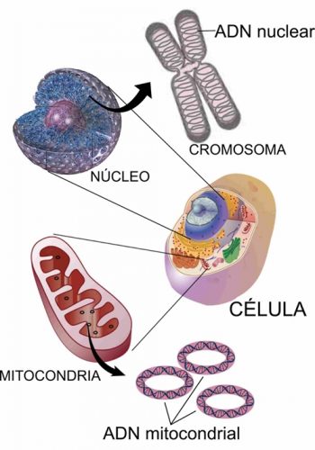celula-mitocondria500 celula-mitocondria500